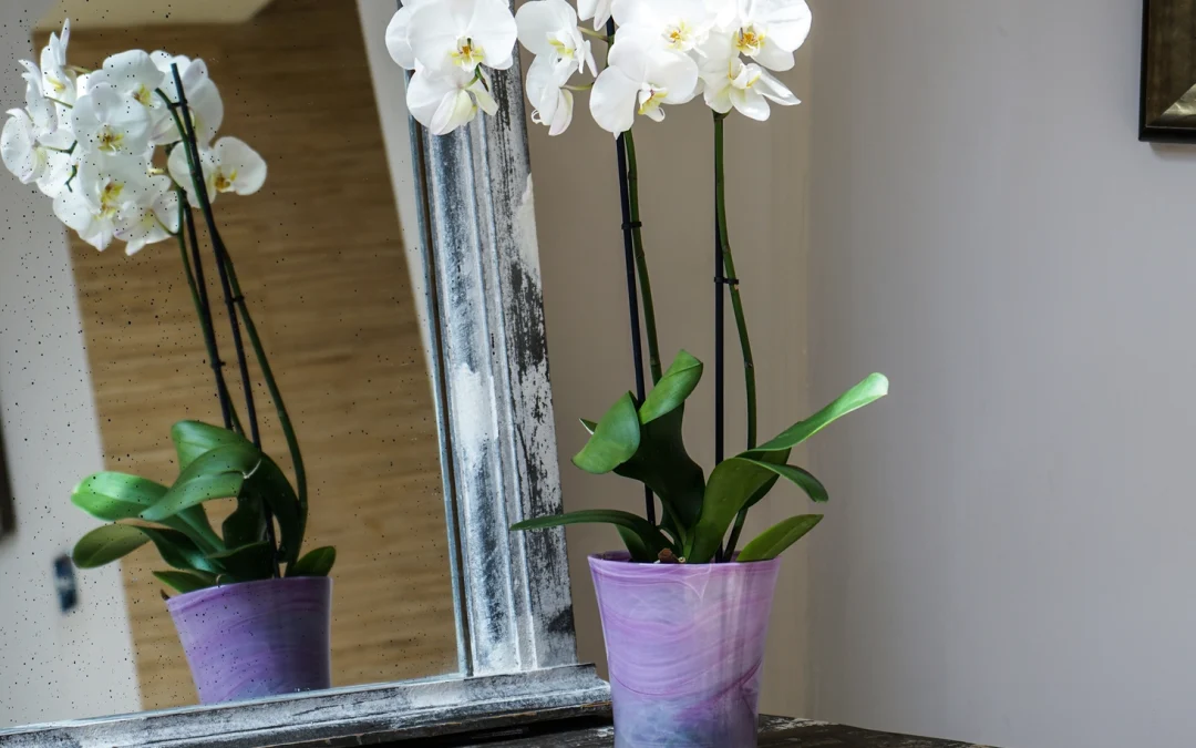 Housewarming Flowers Aberdeen | Celebrate New Beginnings with We Found Love
