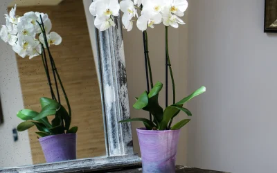 Housewarming Flowers Aberdeen | Celebrate New Beginnings with We Found Love