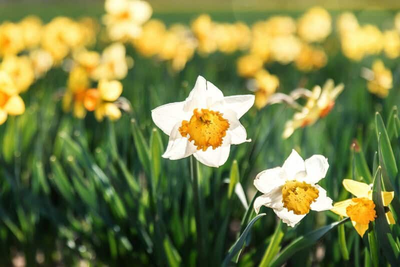 DaffodilWeFoundLoveImage