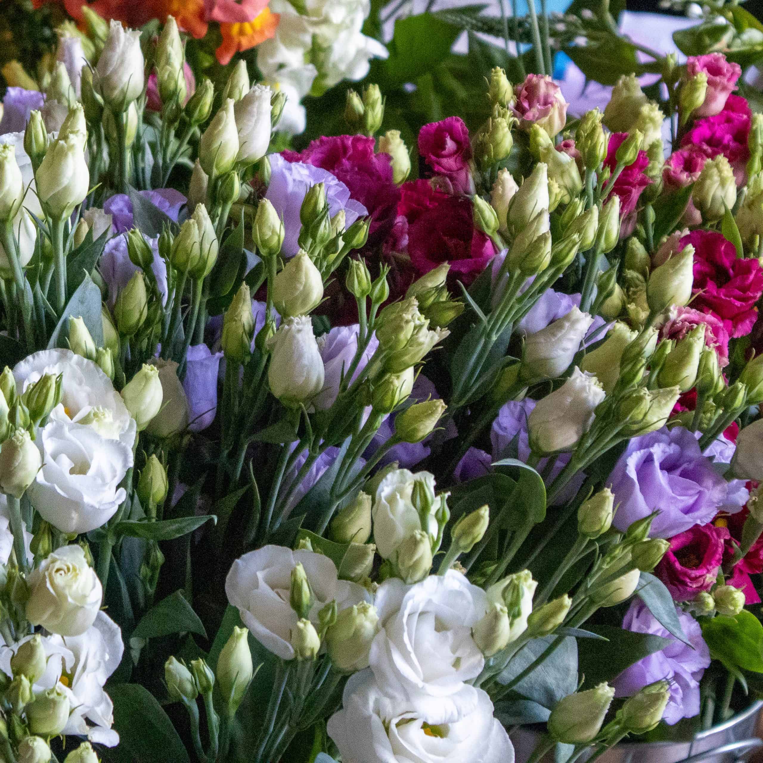 Greatest seasonal Flowers in Aberdeen Photo
