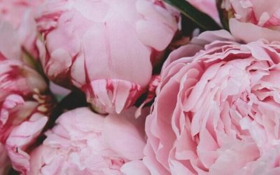 Aberdeen’s Most Popular Flowers: A Local’s Guide