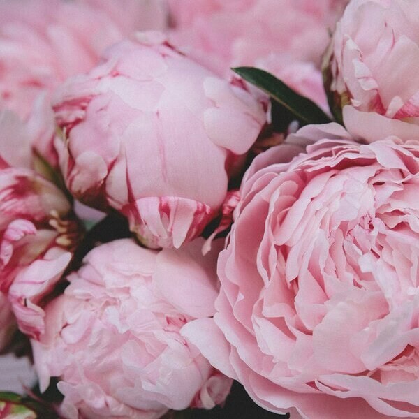 Aberdeen’s Most Popular Flowers: A Local’s Guide