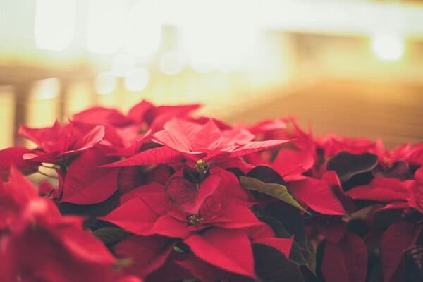 Poinsettiaswefoundloveimage
