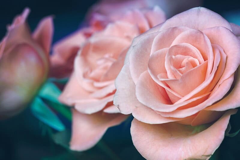 rosesAberdeenWeFoundLoveImage