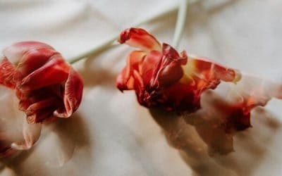 How to Preserve Your Flowers: Tips from Aberdeen Florists