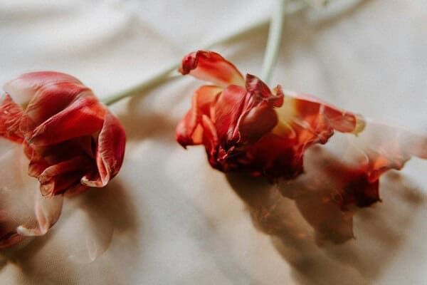 Tips from Aberdeen Florists