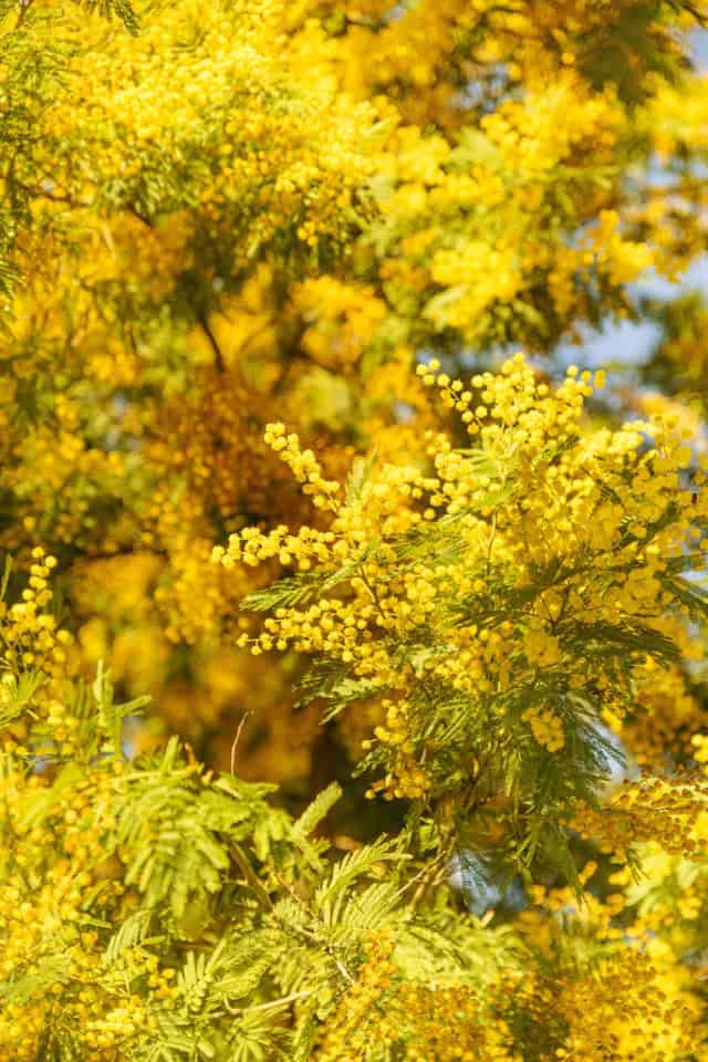 mimosa International womens day