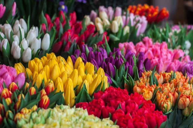 tulips international womens day We Found Love Florist Aberdeen
