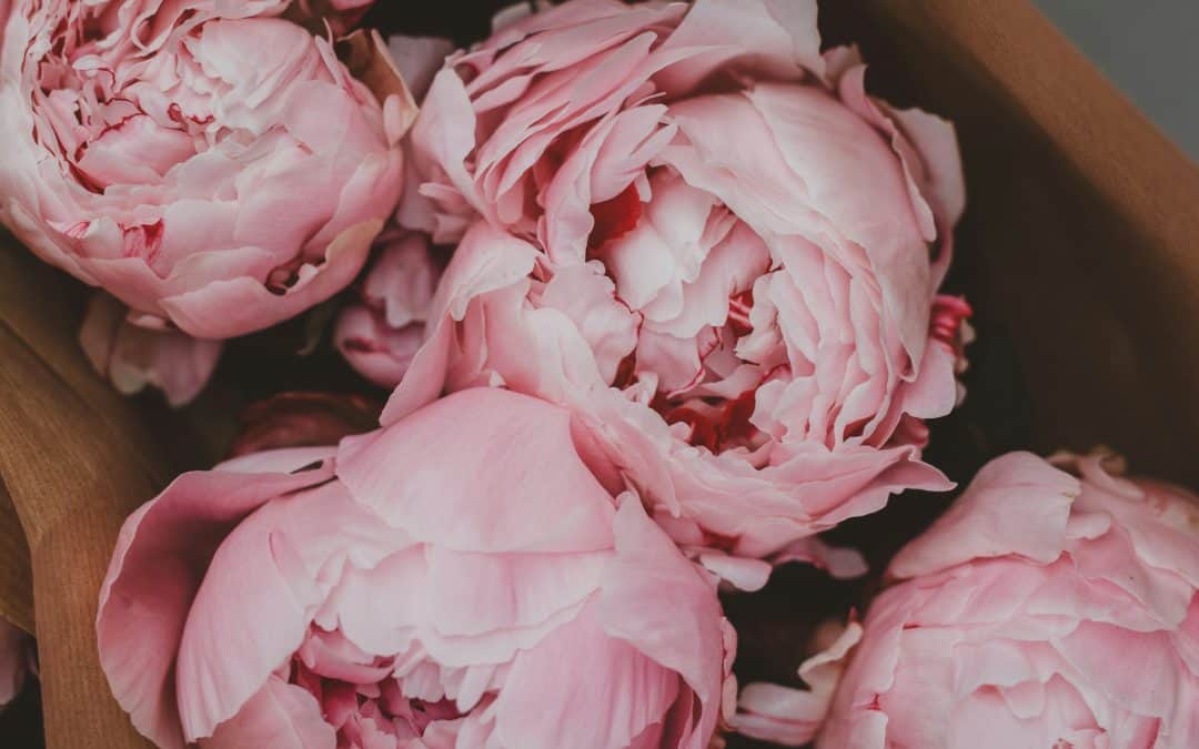 Peony Flowers Aberdeen: The Most Loved Bloom of the Season