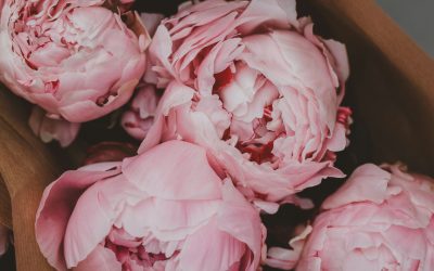 Peony Flowers Aberdeen: The Most Loved Bloom of the Season